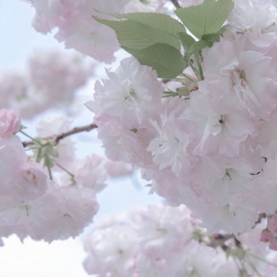 二次元兽设设计技巧福瑞群